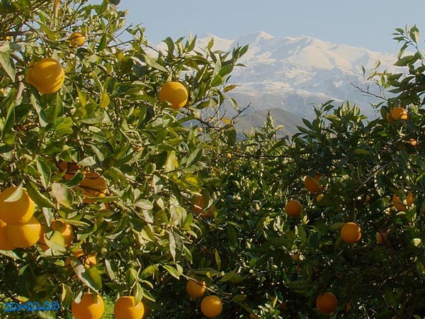 Imagini poze Munti  si portocale