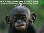 Un pui de maimuta o intreaba