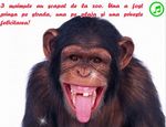 3 maimute au scapat de la zoo