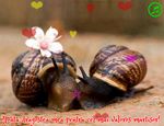 Toata dragostea mea