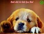 Sunt trist fara tine!