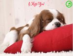 I Miss You!