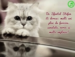 De Sfantul Stefan iti doresc: multi ani plini de