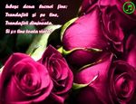 Iubesc doua lucruri fine