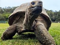 Cel mai bătrân animal terestru din lume Cel mai bătrân animal terestru din lume