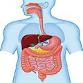 Sistem de organe - Organe și funcții